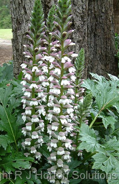 Acanthus mollis_2